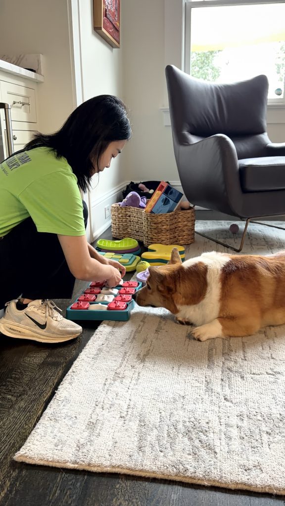A Canine Enrichment Specialist setting up a puzzle toy for a corgi at home