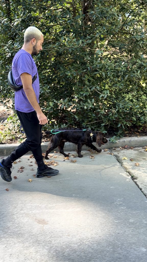 A Canine Enrichment Specialist walking a dog on an Atlanta sidewalk